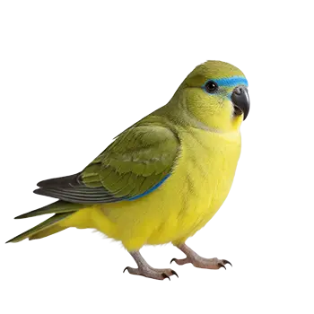 Rock Parrot