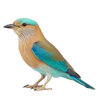 Roller Species Guide - Furry Critter Network