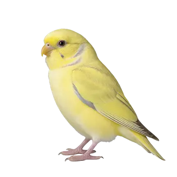 Roller Canary Species Guide - Furry Critter Network