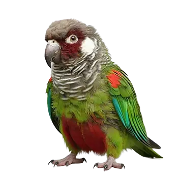 Scaly Breasted Parakeet