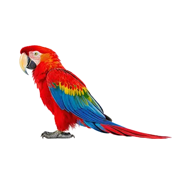 Macaw (Scarlet)