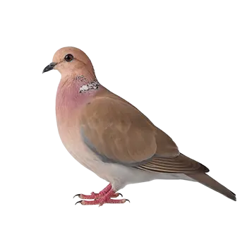 Senegal Dove