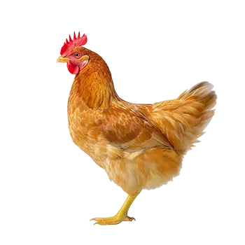 Serama