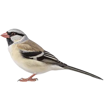 Shaft-tail Finch