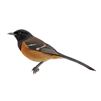 Shama Thrush
