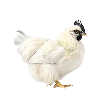 Silkie Chicken