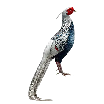Silver Pheasant