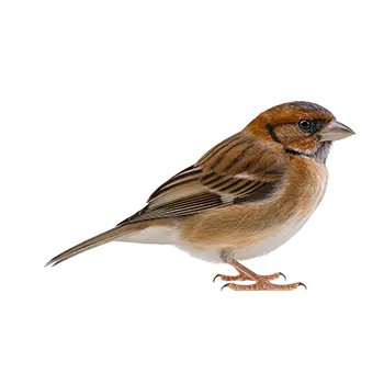 Society Finch