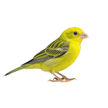 Spanish Timbrado Canary Species Guide - Furry Critter Network