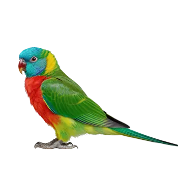 Splendid Parakeet