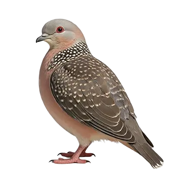 Spotted Dove