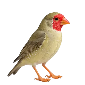 Star Finch