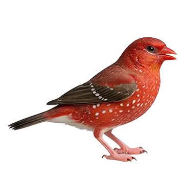 Strawberry Finch