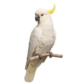 Sulphur-Crested Cockatoo
