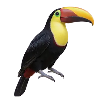 Swainson's Toucan Species Guide - Furry Critter Network