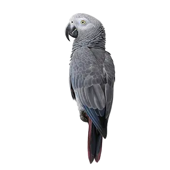 Timneh African Grey