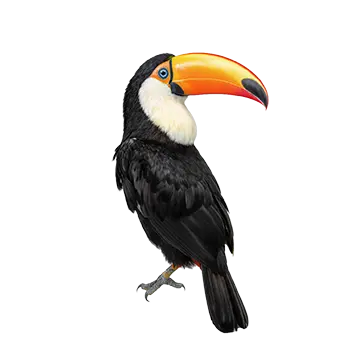 Toco Toucan Species Guide - Furry Critter Network