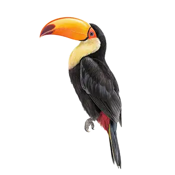 Toucan