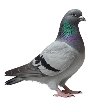Tumbler Pigeon
