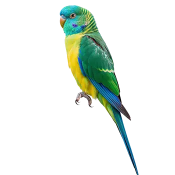 Turquoisine Parakeet