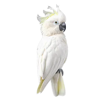 Cockatoo (Umbrella)