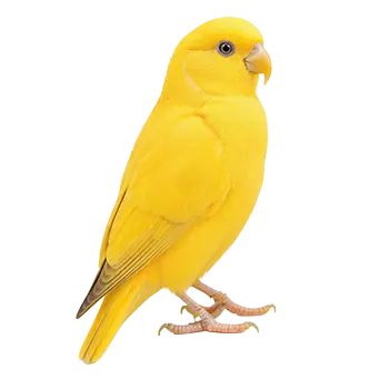 Waterslager Canary