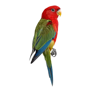 Western Rosella