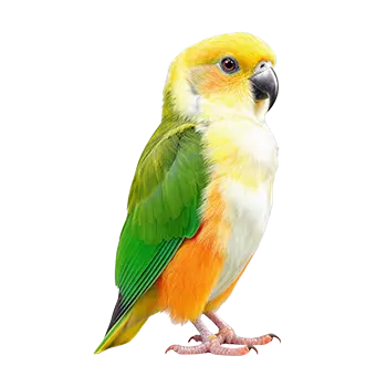 White-Bellied Caique