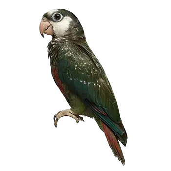 Pionus (White-capped)