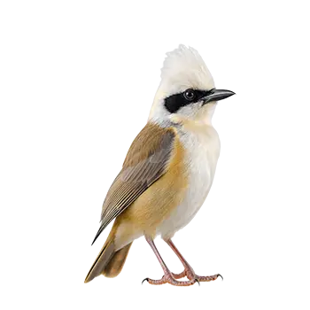 White-crested Laughingthrush