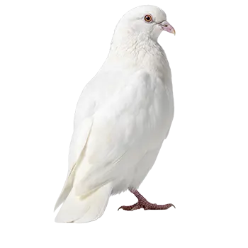 White Dove