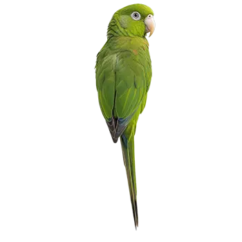White-Eyed Conure