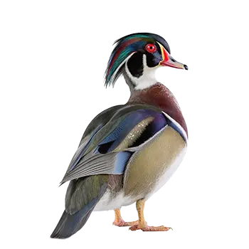 Wood Duck Species Guide - Furry Critter Network