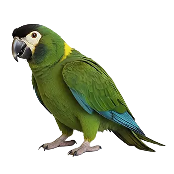 Yellow-Collared Macaw Species Guide - Furry Critter Network