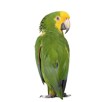 Yellow-Crowned Amazon Species Guide - Furry Critter Network