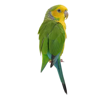 Yellow-Faced Parrotlet Species Guide - Furry Critter Network
