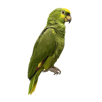 Yellow-Naped Amazon Species Guide - Furry Critter Network