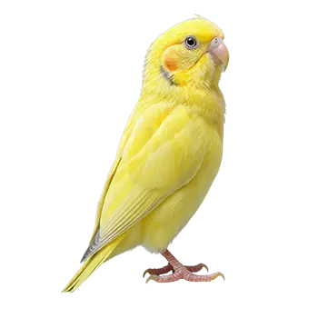 Yorkshire Canary Species Guide - Furry Critter Network