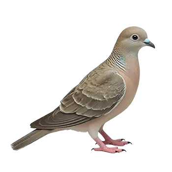 Zebra Dove Species Guide - Furry Critter Network