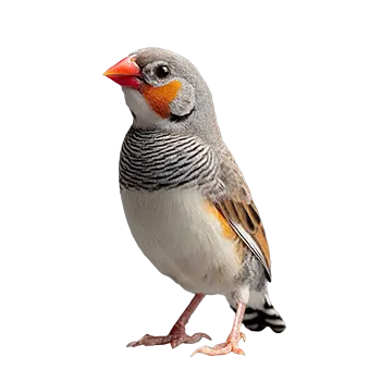 Finch (Zebra)