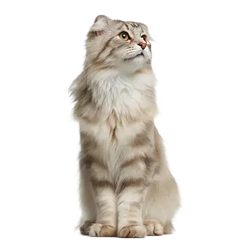American Curl (Longhair) Cat Breed Guide - Furry Critter Network