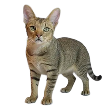 Chausie