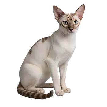 Colorpoint Shorthair