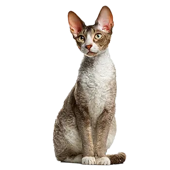 Cornish Rex