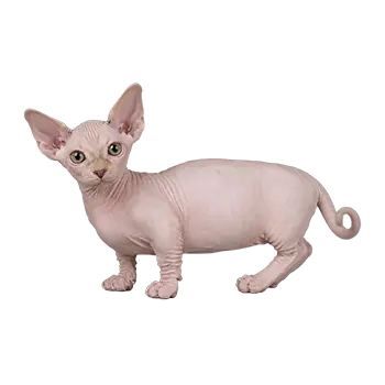 Dwelf