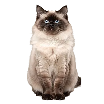 Himalayan