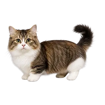 Kinkalow