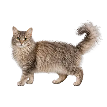 LaPerm (Longhair) Cat Breed Guide - Furry Critter Network