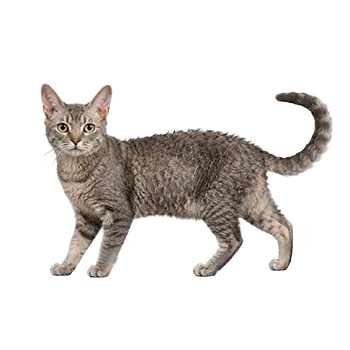 LaPerm (Shorthair) Cat Breed Guide - Furry Critter Network