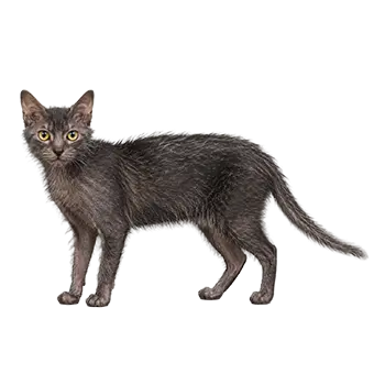 Lykoi